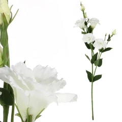 Eustoma bílá KT7909 WT