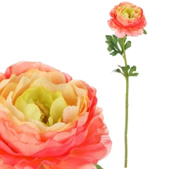 Ranunculus růžovo-žlutý UKK354-PINK