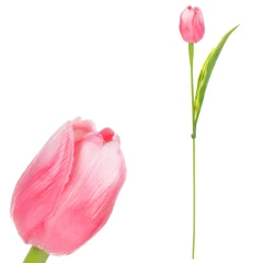 Tulipán růžový SG60104 PINK2